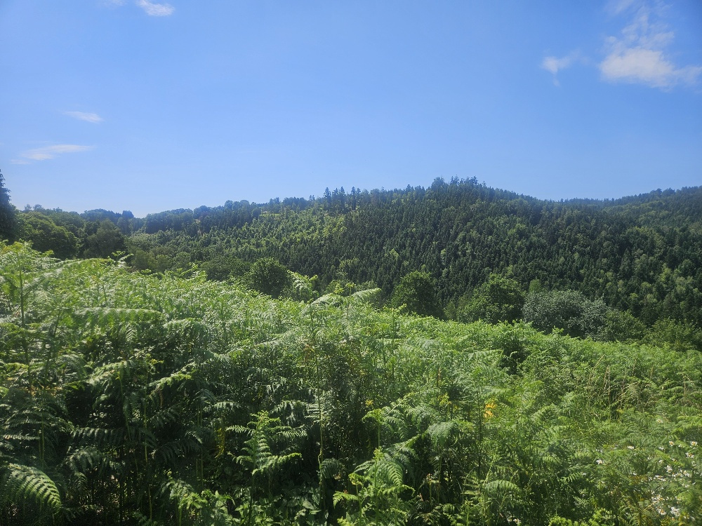 Terrain de 6500m2 dont 2300m2 constructible
